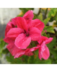 Pelargonium 'Clorinda' / Géranium au parfum de Cèdre