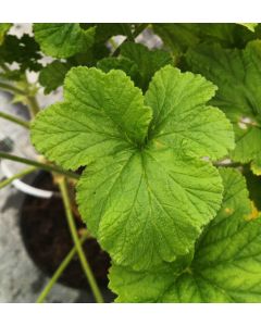 Pelargonium vitifolium / Géranium au parfum de citronelle