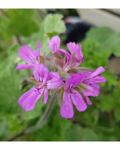 Pelargonium 'Atomic Snowflake' / Géranium au parfum de citron