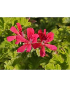 Pelargonium 'Concolor Lace' / Géranium au parfum de noisette