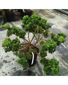 Pelargonium x 'Crispy' / Géranium au parfum de citron