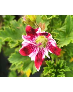 Pelargonium x domesticum 'New Gipsy' / Géranium des fleuristes