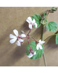 Pelargonium x fragrans / Géranium au parfum de pin-muscade