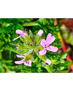 Pelargonium graveolens 'Citronella' / Géranium au parfum de citron
