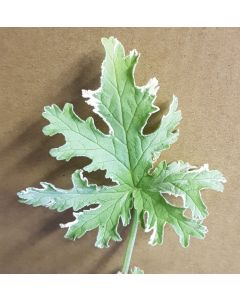 Pelargonium graveolens 'Lady Plymouth' / Géranium au parfum de menthe poivrée