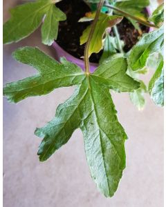 Pelargonium graveolens 'Robert's Lemon Rose' / Géranium au parfum de rose