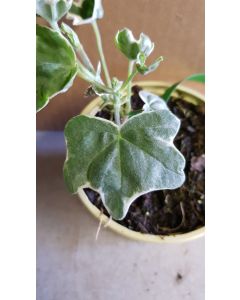 Pelargonium x hederaefolium 'L'élégante' / Géranium lierre panaché