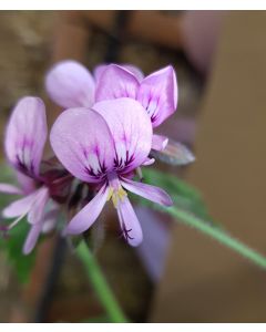Pelargonium x 'Lycée Horticole de Blois' / Géranium au parfum de coco