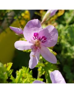 Pelargonium 'Prince Of Orange' / Géranium au parfum de fleur d'oranger