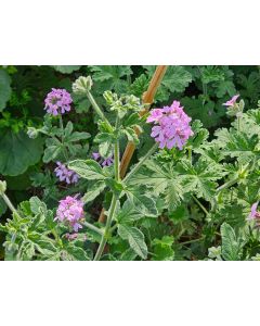 Pelargonium graveolens 'Robert's Lemon Rose' / Géranium au parfum de rose