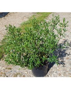 Phillyrea angustifolia / Filaire à feuilles étroites