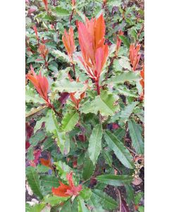 Photinia serratifolia CRUNCHY® 'Rev100' / Photinia à feuilles dentées CRUNCHY®