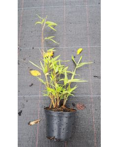 Phyllostachys bissetii / Bambou