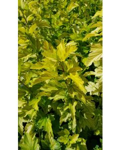 Physocarpus opulifolius ANGEL GOLD® 'Minange' / Physocarpus à feuilles d'obier ANGEL GOLD® 'Minange'