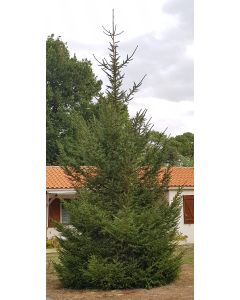Picea abies / Epicéa commun