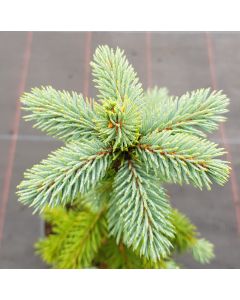 Picea pungens 'Glauca' / Epicéa bleu