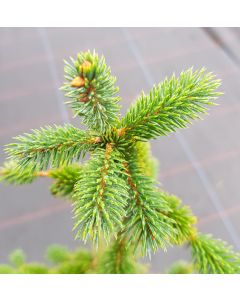 Picea sitchensis (Origine Forestière) / Epicea de Sitka