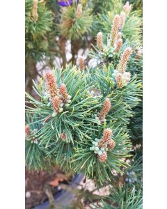 Pinus mugo 'Mughus' / Pin nain de montagnes