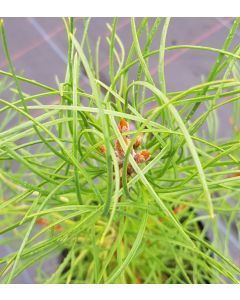 Pinus laricio var. Corsicana / Pin Laricio de Corse