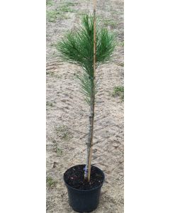 Pinus pinea 'Silver Crest'® / Pin parasol nain 'Silver Crest'®