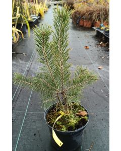 Pinus sylvestris / Pin sylvestre