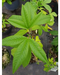 Piptanthus nepalensis / Cytise de l'Himalaya