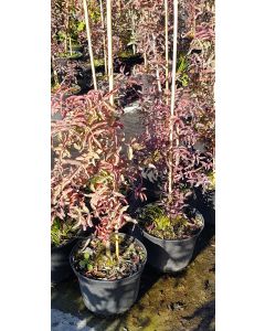 Pistacia atlantica (De semis) / Pistachier de l'Atlas