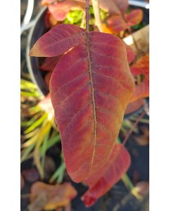 Pistacia terebinthus (De semis) / Pistachier térébinthe