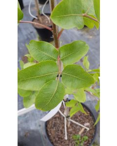 Pistacia vera 'Kerman' (Femelle) / Pistachier vrai