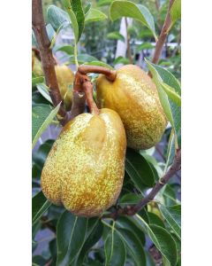 Pyrus communis 'William's' / Poirier William's