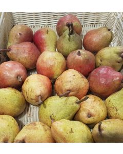 Pyrus communis 'Bartlett' (de semis) / Poirier Bartlett