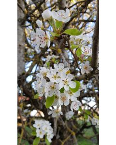 Pyrus communis 'Kirchensaller' (Semis) / Poirier commun 