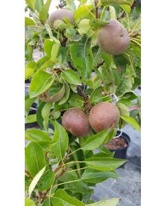 Pyrus communis GARDEN GEM® 'Pyred' / Poirier Nain GARDEN GEM®