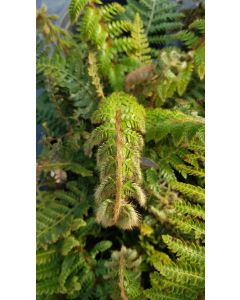 Polystichum polyblepharum / Aspidie du Japon