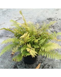 Polystichum setiferum / Aspidie à cils raides