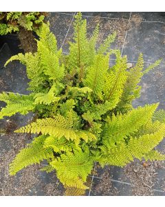 Polystichum setiferum 'Plumosum Densum' / Aspidie à cils raides