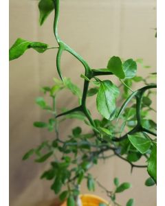 Poncirus trifoliata 'Flying Dragon' (De Semis) 