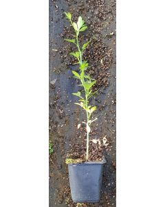 Poncirus trifoliata (Semis) / Oranger trifolié