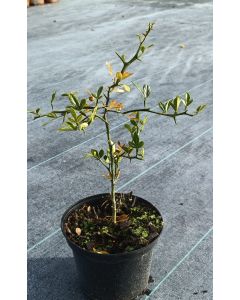 Poncirus trifoliata 'Kryder' (De semis)