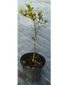 Poncirus trifoliata 'Pomeroy' (De Semis)