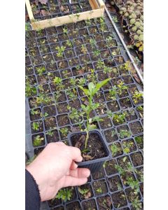 Poncirus trifoliata 'Pomeroy (B2 H20)' (De Semis)