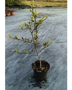 Poncirus trifoliata 'Rubidoux' (De Semis)