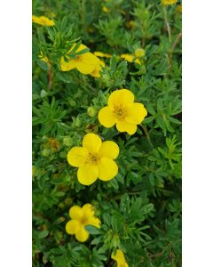 Potentilla fruticosa 'Goldfinger' / Potentille arbustive jaune