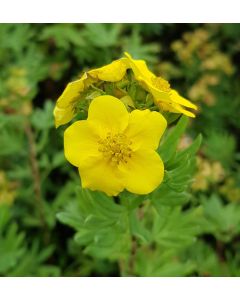 Potentilla fruticosa 'Jackmanii' / Potentille jaune d'or