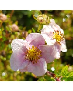 Potentilla fruticosa 'New Dawn' / Potentille arbustive rose tendre