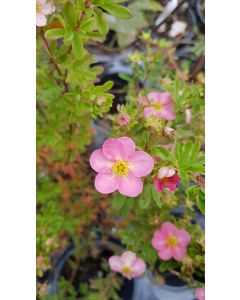 Potentilla fruticosa LOVELY PINK® 'Pink Beauty' / Potentille rose clair