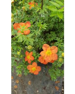 Potentilla fruticosa 'Red joker' / Potentille rouge orangé