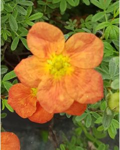 Potentilla fruticosa 'Hopley's Orange' / Potentille orange