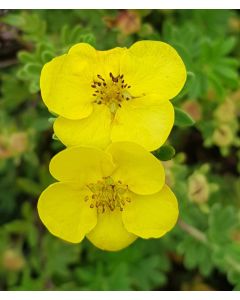 Potentilla fruticosa var. arbuscula / Potentille jaune clair