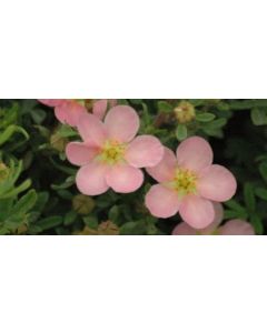 Potentilla fruticosa 'Pink Queen' / Potentille arbustive rose clair